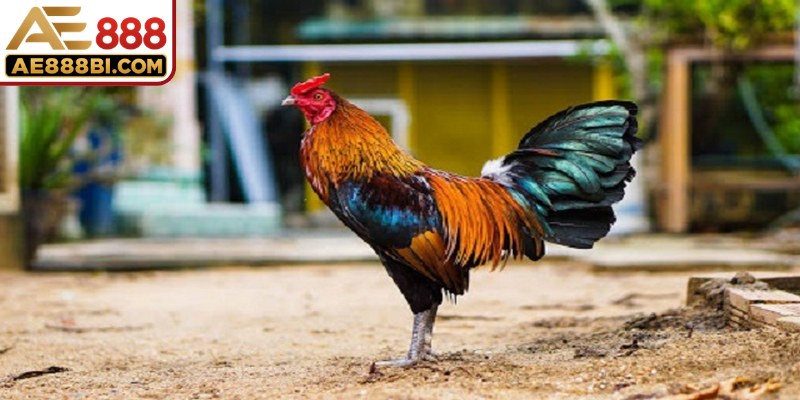 Chọi gà tre cựa dao mang tới nhiều màn chạm trán đỉnh cao