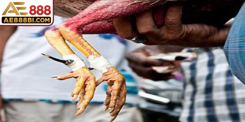 Đá gà cựa sắt đang lôi kéo lượng đông đảo thành viên theo dõi