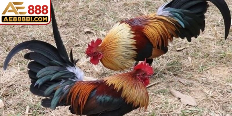 Gà chiến dũng mãnh, tung đòn độc đáo trong tất cả các giải đối đầu